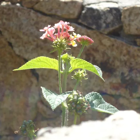 Perlacea Διαμέρισμα *