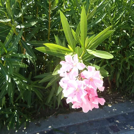 Διαμέρισμα Perlacea *